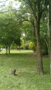 Terreno de 65x 255x100 mts con vivienda 🏡 rural, agua, luz mono y trifásica. Forestado. Camino al río Paraná ripiado(1500mts)