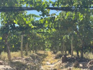 Finca Productiva Nueva California